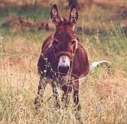 Vole, zbláznil ses?