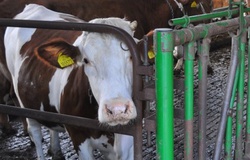 Proč se Bůh narodil v chlévě jako dítě?