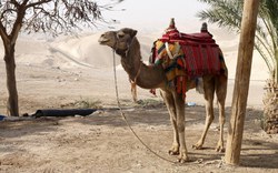Velbloud, poušť, camel / Foto: Michal Němeček